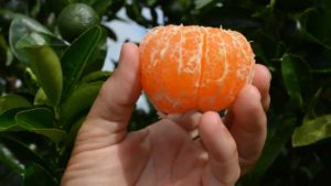 Tango citrus fruit